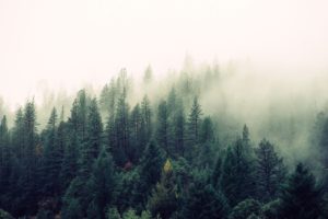 Dense pine forest with mist and fog creating a serene, mysterious atmosphere among the tall trees.